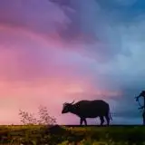 होरी और कोरोना